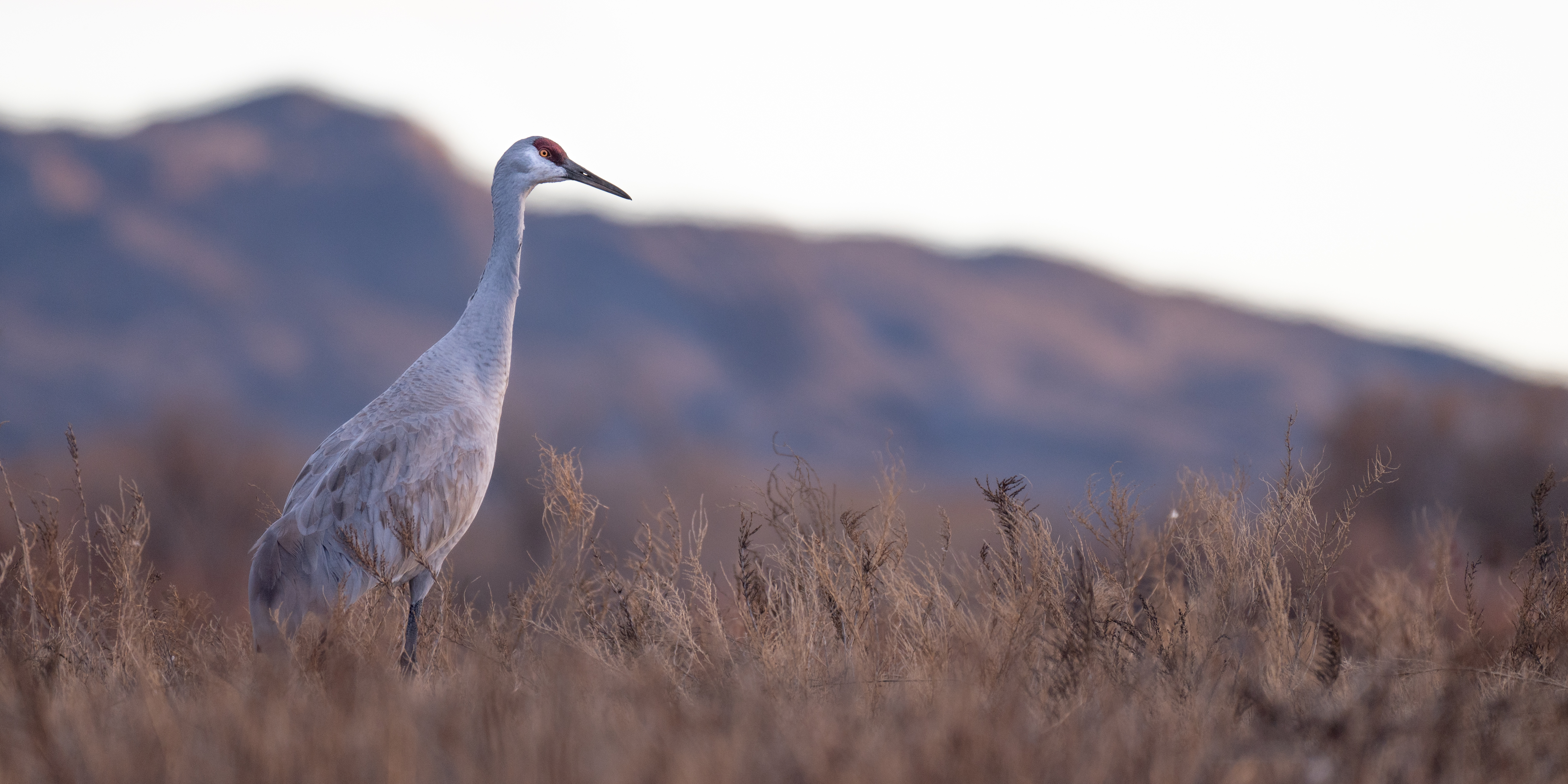 Sand-hill crane